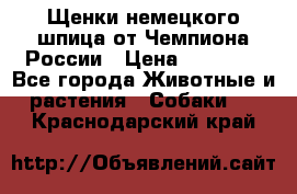 Щенки немецкого шпица от Чемпиона России › Цена ­ 50 000 - Все города Животные и растения » Собаки   . Краснодарский край